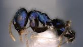 Dazzling new blue ant species ‘neela’ discovered in Himalayas