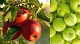 La manzana: Un aliado en la prevención de infartos y la reducción del colesterol