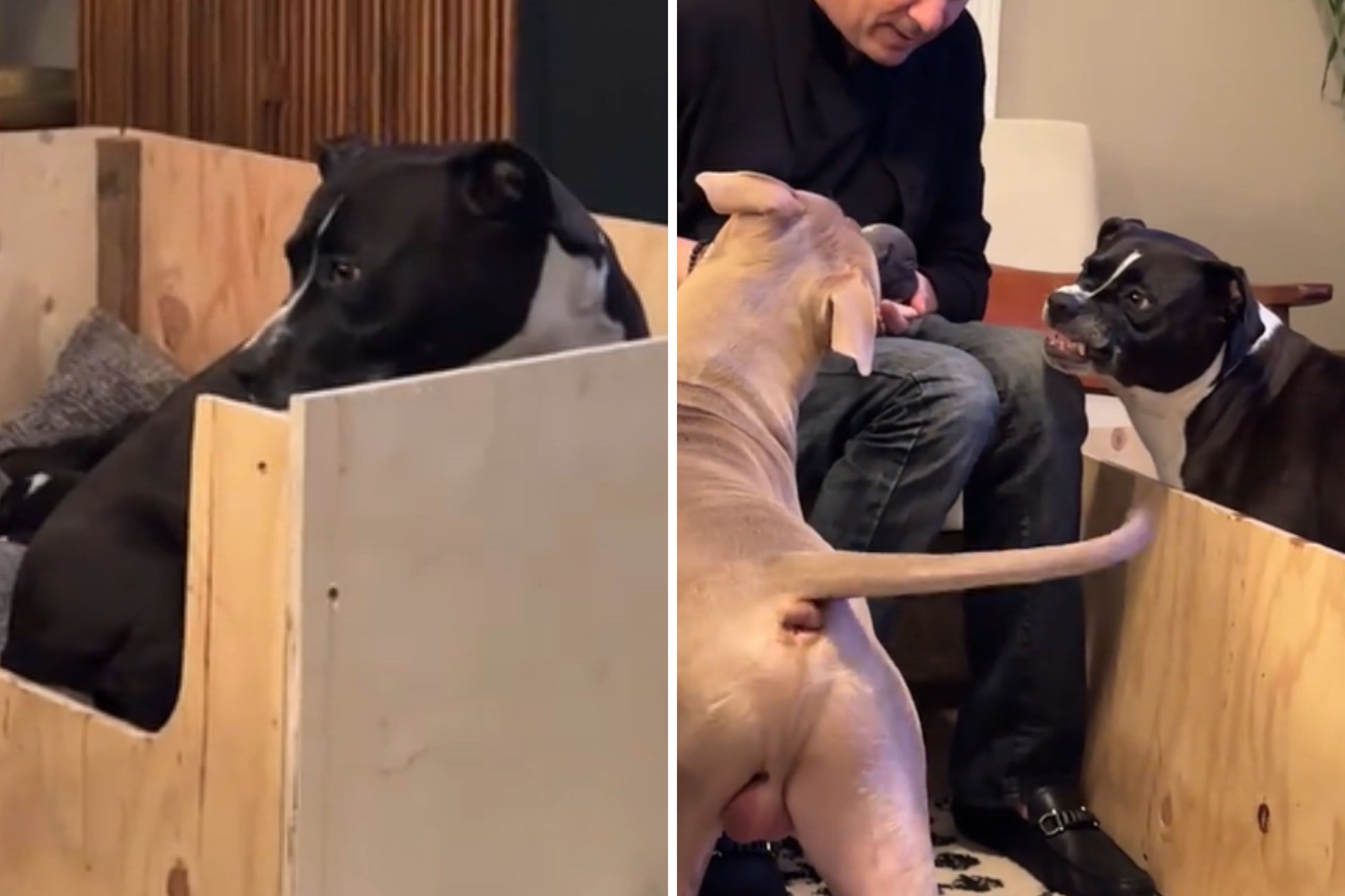 Dog's reaction to puppies' dad labeled relatable: "How all new moms feel"