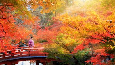 日本賞楓必遊6大主題！滿足各種旅人、各式玩法 限量優惠第2人最高省4千 | 蕃新聞