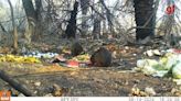 'Fome cinzenta': animais silvestres afetados por incêndios recebem alimentos e água no Pantanal