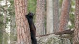 Early glance at renewed effort to reintroduce wolverines to Colorado presented at CPW Commission meeting