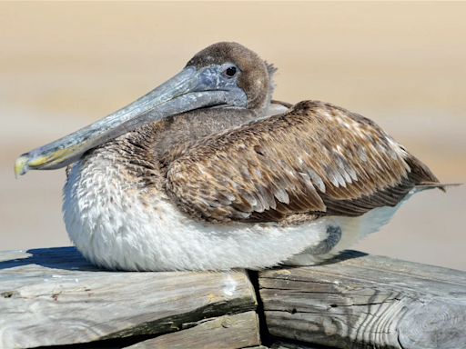 Santa Barbara Wildlife Care Networks prepares for Wild Talks amid incoming sickened pelicans