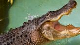 Alligator at Kilkenny zoo filmed stalking and lunging at camera