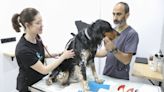 Centro Veterinario Bulnes, los mejores amigos de tu mascota