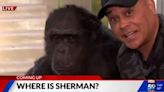 Where is Sherman? Indianapolis Zoo International Chimpanzee Complex