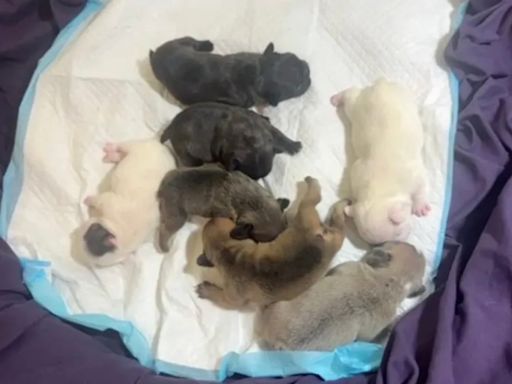 Dog breeder charged with animal cruelty after seven French Bulldog puppies left in hot car