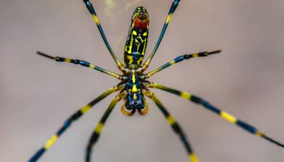 Your Questions About the Venomous Joro Spider, Answered