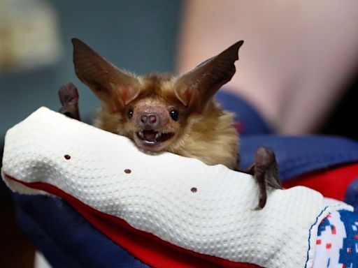 Bat with rabies found in Santa Cruz County