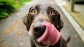 Memorial Day foods your dog should avoid