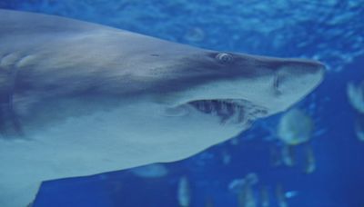 How to avoid shark attacks, and what to do when one gets too close