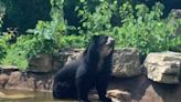 Bear escapes from St Louis zoo for the second time this month