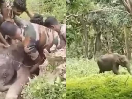 Watch: Miraculous rescue of baby elephant stuck in water canal, reunited with mama elephant