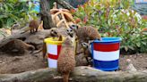 Psychic animals predicting Euros 2024 England win - and they haven't been wrong yet