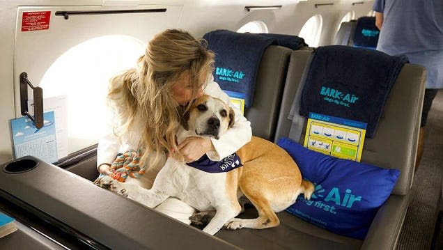 Bark Air Offers Fancy Chartered Jet Flights For Pampered Pooches And Their Opulent Owners