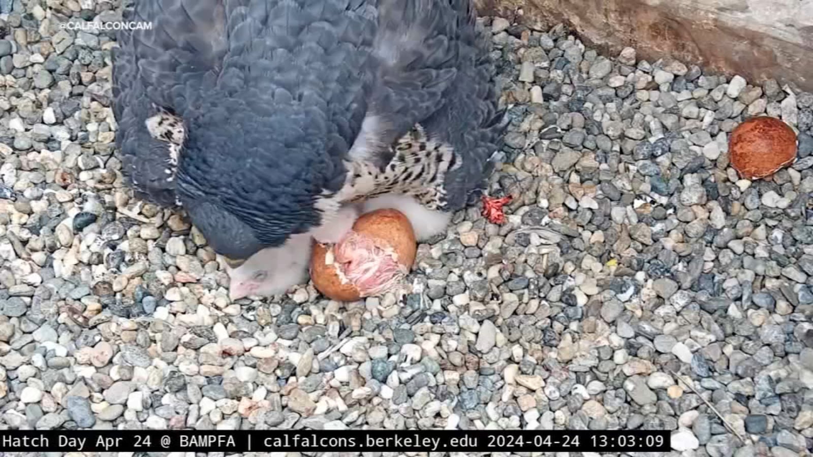 Bay Area's Annie the falcon welcomes new chicks during livestreamed 'Hatch Day' in Berkeley