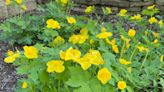 Early-blooming yellow wood poppy well-suited to native plant gardens