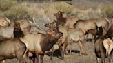 Colorado's shed antler season: What is it and why is hunting them so popular?