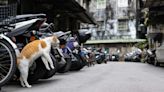 【專訪】日本攝影師沖昌之：來台灣也不忘捕捉貓貓們「過度用力」的出糗瞬間 - TNL The News Lens 關鍵評論網