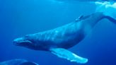 Una ballena jorobada se “cuela” en el puerto de Santoña