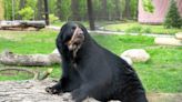 Bear's move into new home marks completion of $6.2 million project at the Potawatomi Zoo