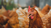 Canadian Chicken Sets 'Guinness World Record' by Identifying Numbers, Colors, and Letters