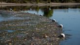 Toxic algae found near Tri-Cities. Lake closed for fishing, boating and swimming