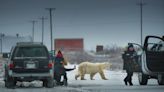 ‘Nuisance Bear’: Tourists And Polar Bears Get Very Close In Oscar-Shortlisted Film