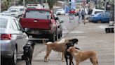 Formalizan a dueña de jauría de perros que atacaron a una madre y a su hijo en Buin - La Tercera