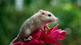 Estudio científico sobre el comportamiento monógamo en ratones