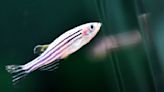 China is sending zebrafish to the Tiangong space station