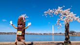 Stumpy gets the axe: Beloved cherry tree at D.C.’s Tidal Basin removed