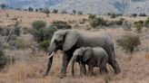 Revived bid to ban trophy hunting imports moves closer to becoming law