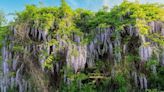 Don't skip gardening task in July if you want beautiful wisteria flowers