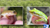 As rainy season picks up, expect to see – and hear – more invasive Cuban tree frogs