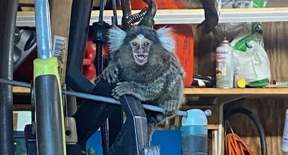 Illegal monkey found in Old Saybrook resident's shed, CT officials say. 'I was not expecting that'