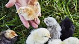 The Cheshire farm hatching fluffy chicks to the speckled Dalmations of the hen world