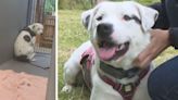 Dog rescued after 'cowering in kennel' now waiting 500 days to be re-homed | ITV News