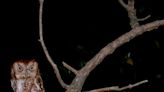 How did the screech owl get its name? | ECOVIEWS