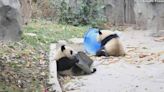 Mischievous panda cubs caught on camera developing unexpected fascination with cleaning tools