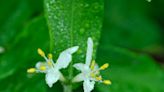 'The Cape Cod jungle': What you should know about invasive plants