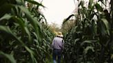 México retrasa la prohibición del herbicida glifosato al no encontrar sustituto