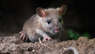 Brave Mouse Goes Head to Head with Cat and the Outcome Is Wild