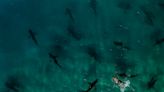 'Treasure Coast Terror' National Geographic SHARKFEST highlights 2021 shark attacks
