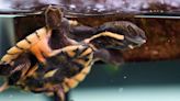 RAW VIDEO: Three Species Of Endangered Freshwater Turtles Emerge From Eggs In 'Most Successful Reproduction Ever'