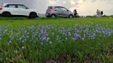 Madayipara’s deep blue flower bloom thrills tourists but faces environmental threats