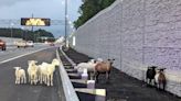 Runaway goats and sheep invade Virginia interstate after mysterious escape: cops