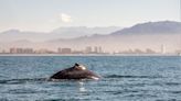 28 ballenas piloto murieron en la costa de Australia Occidental