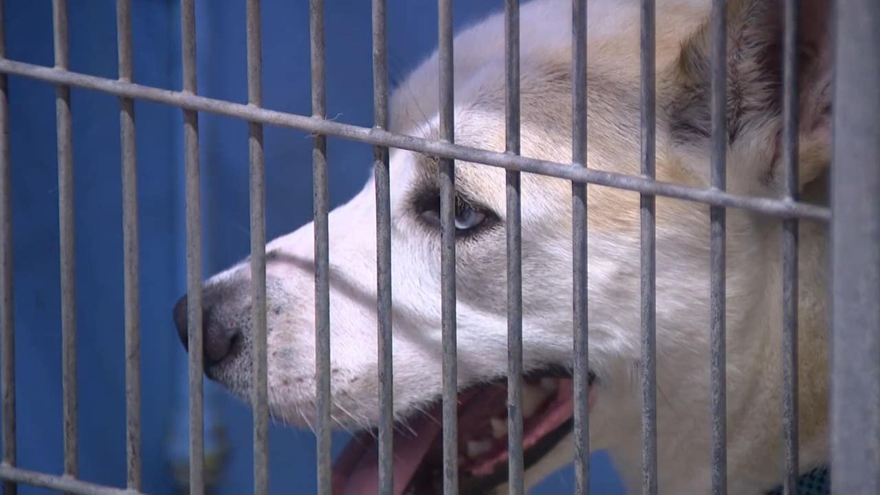 Partial quarantine at Orange County animal shelter due to Strep Zoo