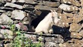 Trapped goat rescued from Donegal castle tower